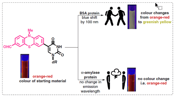 Publication image: Sahu, R.; Sanghvi, Y. S.; Gunturu, K. C. Bag*, S. S.; Kapdi, A. R.. Chemical Capture and Sensing of Bovine Serum Albumin with Phenothiazinylcarbaldehyde-Labeled 2′-Deoxyuridine. Synlett 2024, 35, DOI: 10.1055/a-2435-6207; Art ID: ST-2024-08-0281-L